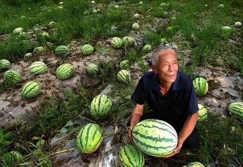吃瓜群众被消费,揭秘网络消费背后的狂欢与反思