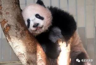 参观熊猫的明星,共赏国宝熊猫风采