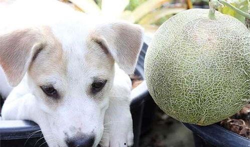 小狗可以吃哈密瓜吗,哈密瓜对小狗的适宜性解析