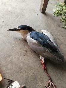 鱼和鸟猜明星,揭秘明星背后的鱼鸟之谜