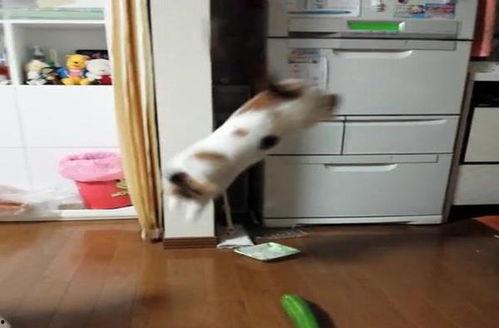 主人吃瓜猫猫吃瓜视频,揭秘猫猫吃瓜的趣味瞬间