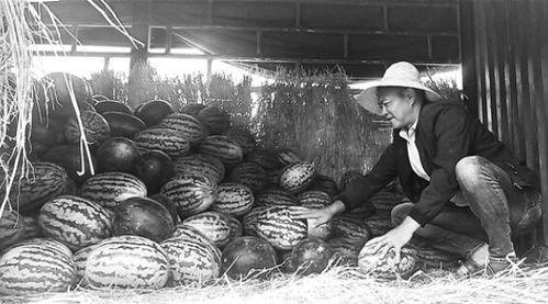 碣石吃瓜群众事件,一场网络舆论的风暴与反思