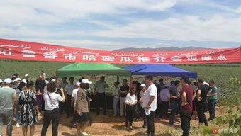 吐鲁番的吃瓜群众事件,一场关于瓜农权益的全民热议